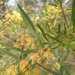 Acacia