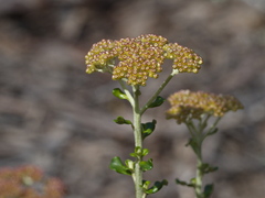 Ozothamnus obcordatus