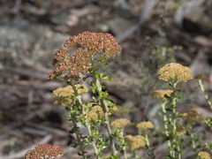 Ozothamnus obcordatus