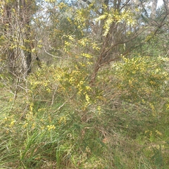 Acacia