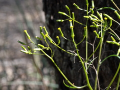 Senecio phelleus