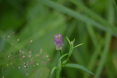 Polygala sanguinea