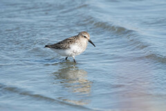 Calidris alpina
