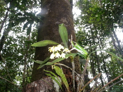 Dendrobium x gracillimum