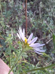 Galatella meyendorffii