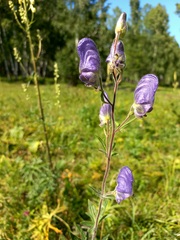 Aconitum volubile