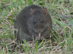 Rattus lutreola