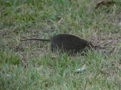 Rattus lutreola