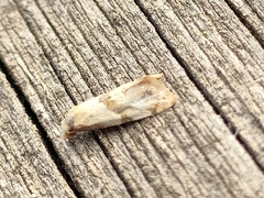 Phalonidia contractana