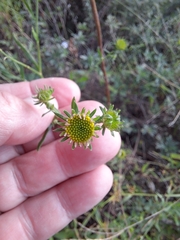 Galatella meyendorffii