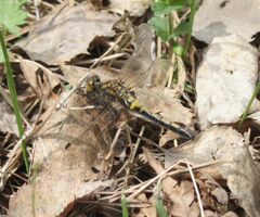 Leucorrhinia rubicunda