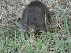 Rattus lutreola