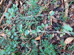 Gymnosporia harveyana harveyana