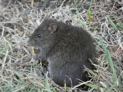Rattus lutreola