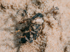 Cryptorhynchus lapathi