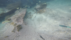 Acanthurus triostegus