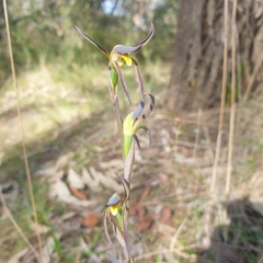 Lyperanthus suaveolens