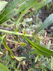 Galatella meyendorffii
