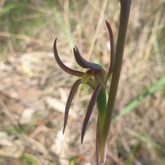 Lyperanthus suaveolens