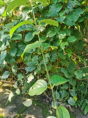 Aspidopterys tomentosa