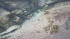 Acanthurus triostegus