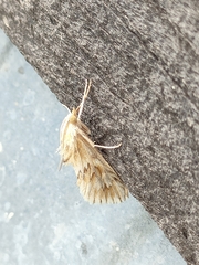 Cynaeda dentalis