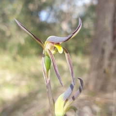 Lyperanthus suaveolens