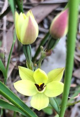 Thelymitra antennifera