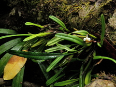 Dendrobium taylorii