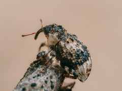 Cryptorhynchus lapathi