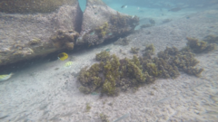Chaetodon lunula
