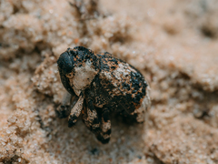 Cryptorhynchus lapathi