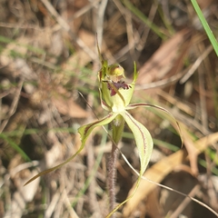 Caladenia parva