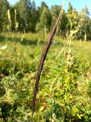 Elymus gmelinii