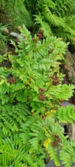 Osmunda regalis