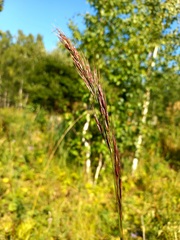 Achnatherum confusum