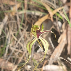 Caladenia parva