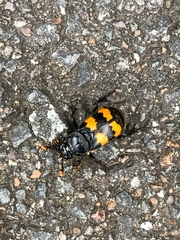 Nicrophorus interruptus