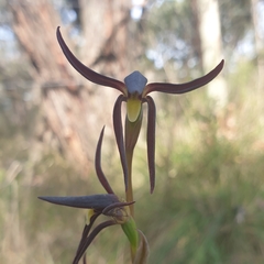 Lyperanthus suaveolens