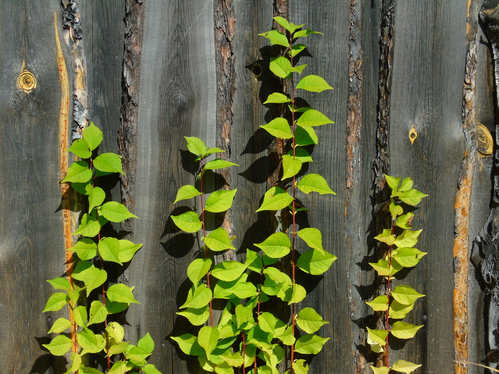 siberian-crabapple-from-on