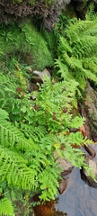 Osmunda regalis