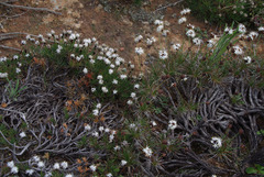 Borya constricta