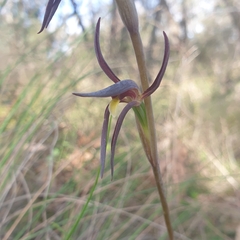 Lyperanthus suaveolens