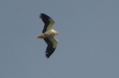 Neophron percnopterus