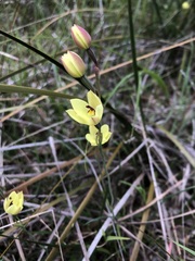 Thelymitra antennifera