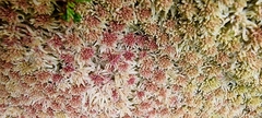 Sphagnum rubellum