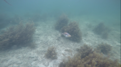 Rhinecanthus aculeatus