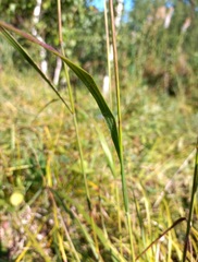 Achnatherum confusum