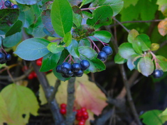 Aronia mitschurinii