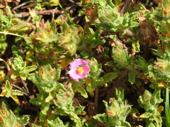 Cistus crispus
